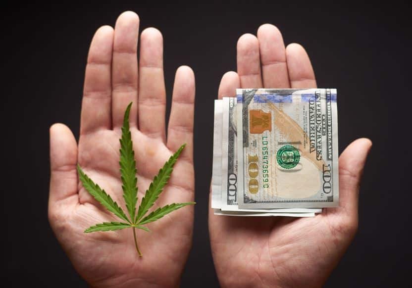 Starting a Cannabis Business